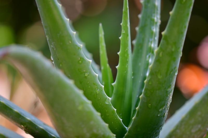 Un simple jus d’aloe&nbsp;vera
